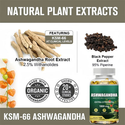 KSM-66 Cápsulas de Ashwagandha 1800 mg Suplemento de rendimiento muscular Enfoque de estrés Energía cerebral Apoyo de la salud del sueño